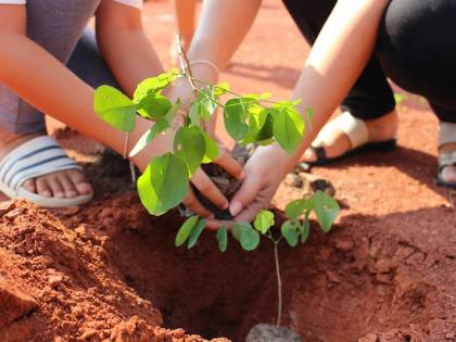 Don't get paid for tree planting! | वृक्ष लागवडीचे पैसे मिळालेच नाही!