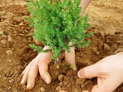 tree plantation near highway | आता लोकसहभागातून होणार महामार्ग हिरवागार, वृक्षारोपणातून ‘झाडे लावा, झाडे जगवा’चा संदेश