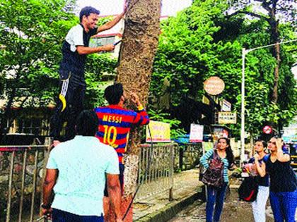 Stapler pin taken by the youth from 500 trees in Malad | मालाडमधील ५०० झाडांवरून तरुणाईने काढल्या स्टेपलर पिन