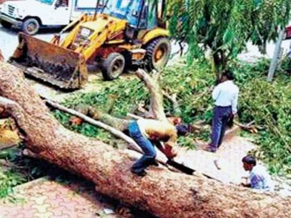 Dangerous trees will not be the cause of death; The new plan of the corporation | धोकादायक झाडे ठरणार नाहीत मृत्यूचे कारण; महापालिकेचा नवीन आराखडा