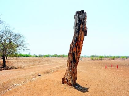  Where did one crore plants go? 'Amrit Yojana': Disposal of funds for billions of years by experts | एक कोटीची झाडे गेली कुठे ? ‘अमृत योजना’ : तज्ज्ञांना डावलून कोट्यवधीच्या निधीची विल्हेवाट