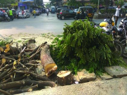 Slaughter of 63 trees and canals for canal width | तब्बल ६३ झाडांची कत्तल, नाला रूंदीकरणासाठी घेतला बळी