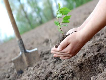 state government will keep watch on tree plantation through satellite | वृक्ष लागवडीवर राज्य सरकार ठेवणार सॅटेलाईटद्वारे 'वॉच' 