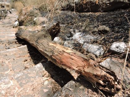 Put them in before .. Then pour on the trees! It's been a bit sad | आधी लावतायत वणवा.. मग वृक्षांवर घाला ! अजिंक्यतारा होतोय बोडका