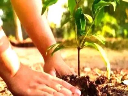 The goal of planting ten crore trees; Forest Department on 'sight track', the scale leans towards silk | दहा कोटी वृक्ष लावगडीचे उद्दिष्ट; वन विभाग ‘साइट ट्रॅक’वर, रेशीमला झुकते माप The goal of planting ten crore trees; Forest Department on 'sight track', the scale leans towards silk | दहा कोटी वृक्ष लावगडीचे उद्दिष्ट; वन विभाग ‘साइट ट्रॅक’वर, रेशीमला झुकते माप