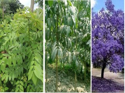 Loose roots of exotic trees; It will collapse in a storm! | विदेशी झाडांच्या मुळ्या सैल; वारे-वादळात ते कोसळणारच !