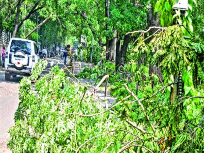 Hundreds of trees flutter in Pune, rain fall on 'trees' | पुण्यात शेकडो झाडे जमीनदोस्त, परतीचा पाऊस झाडांच्या ‘मुळावर’