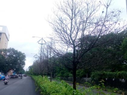 The trees on divider were burned in front of Commissioner Bungalows | आयुक्त बंगल्यासमोरील दुभाजकातील झाडे जळाली