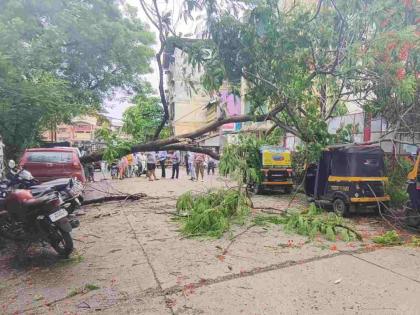 Two cases of falling trees in Ulhasnagar! A total of 2 cars and 3 rickshaws were heavily damaged | उल्हासनगरात झाड पडण्याच्या दोन घटना! एकूण २ कार अन् ३ रिक्षांचे झाले मोठे नुकसान