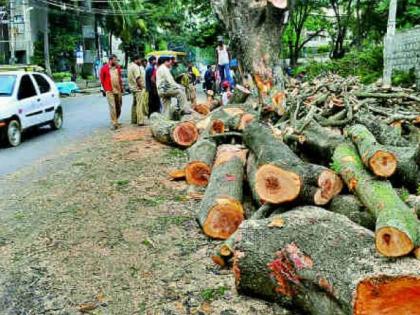 The victim of 4,906 trees in Nagpur in three years | नागपुरात तीन वर्षांत ४,९०६ झाडांचा बळी