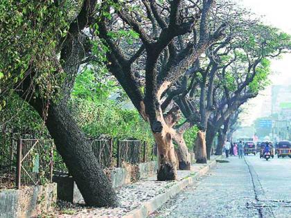 One and a half million trees out of 20 million trees dead | वीस लाख वृक्षांपैकी दीड लाखांवर वृक्ष मृत