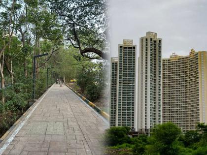 trees into the concrete jungle few of those replanted in mumbai city over the past 10 years have survived  | काँक्रीटच्या जंगलात झाडांची घुसमट; १० वर्षांत मुंबईत पुनर्रोपण केलेल्यांपैकी कमीच जगली 