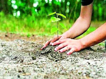 Decline in tree planting this year Not in crores but thousands of trees will be needed in the forest department | यंदा वृक्ष लागवडीत घसरण; वनविभागात कोटींमध्ये नव्हे तर हजारांत वृक्ष लागणार?