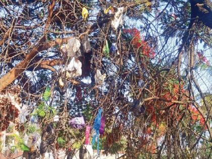 Environment Day Special: Harit Satara dream is break, Plastic bottles on tree trunks, colorful bags on branches | पर्यावरण दिन विशेष: हरित साताऱ्याचं स्वप्न होतंय भंग; झाडांच्या बुंध्यांना प्लास्टिकच्या बाटल्या, फांद्यांना रंगीबेरंगी पिशव्या