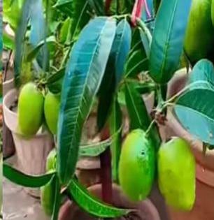 लहानशा बागेत आंब्याचं झाड लावताना काय काळजी घ्यायची, झाड जगेल येतील फळं..