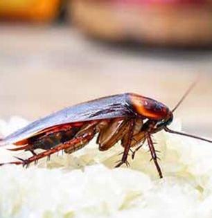 पावसाळ्यात किचनमध्ये झुरळांचा वावर वाढलाय? घरात ५ पदार्थ ठेवा, २ सेकंदात झुरळं गायब