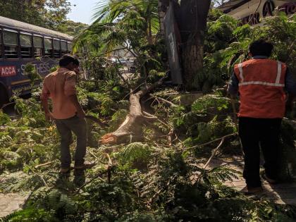 about 3000 applications for tree trimming citizens rush after municipal notice | झाडांच्या छाटणीसाठी ३ हजार अर्ज; महापालिकेच्या नोटिसीनंतर नागरिकांची धावपळ