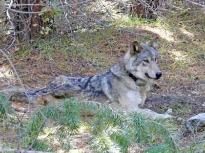 The wolf traveled 14 thousand kilometer in search of love | प्रेमाच्या शोधात लांडग्याने केला १४ हजार किलोमीटरचा प्रवास, पण....