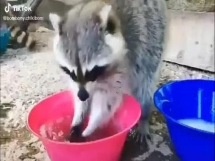 Corona virus : Coronavirus racoon washing its hands for safty tiktok video viral myb | Corona virus : कोरोनाला हरवण्यासाठी हात धुवायची पद्धत शिकवतोय 'हा' प्राणी, पहा व्हिडीओ