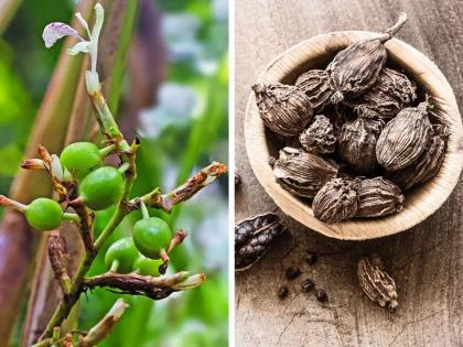 किचनमध्ये पोहोचण्यापूर्वी प्रत्यक्षात कसे दिसतात मसाले? बघा १५ मसाल्यांचे खास फोटो....