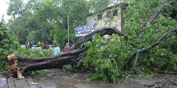 In Nagpur, trees collapsed and walls collapsed in torrential rains | नागपुरात वादळी पावसात झाडे कोसळली, भिंती पडल्या