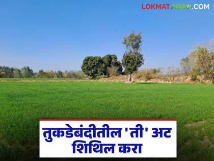 तुकडेबंदी कायद्यात पंधरा गुंठ्यांची अट शिथिल होणार का? शेतकऱ्यांना कसा होईल फायदा?