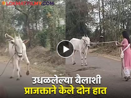 tuja maza sapan actress prajakta went in front of the raging bull video viral | उधळलेल्या बैलाला 'प्राजक्ता'ने शिताफीने काबूत आणले; अभिनेत्रीच्या धाडसाचं कौतुक, व्हिडीओ व्हायरल