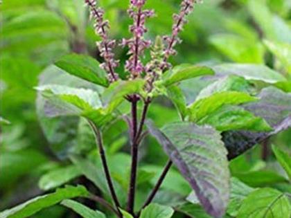 benefits of tulsi leaves for weight loss, reduces belly fat, keeps you healthy | तुळशीची पाने वजन घटवण्यासाठी रामबाण! चरबी अक्षरश: विरघळते, 'हे' गंभीर आजारही राहतात दूर