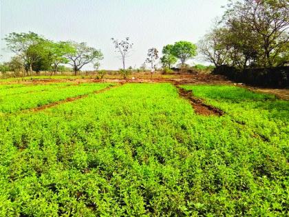 In the Karjat tehsil, the cultivation of Tulsi cultivation of Tulsi and the youth category will go towards the farm | कर्जत तालुक्यात बहरली तुळशीची शेती, तरु णवर्गाची औषधी शेतीकडे वाटचाल