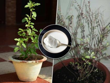 Tulasi Tips: Tulasi dried? If curd is used like this, Tulsi will look rejuvenated before tulasi marriage! | Tulasi Tips: तुळस कोमेजली आहे? दह्याचा 'असा' वापर केला असता तुळशी लग्नाआधी ती दिसेल टवटवीत!