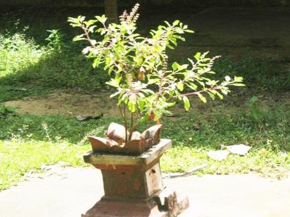 Tulasi Vivah 2021: Why is a pilgrimage with Tulsi leaf considered a resurrection? Why is it said to be drink every day? Read on! | Tulasi Vivah 2021 : तुळशीचे पान घातलेले तीर्थ संजीवनी का मानले जाते? ते रोज प्राशन करण्यास का सांगितले जाते? वाचा!