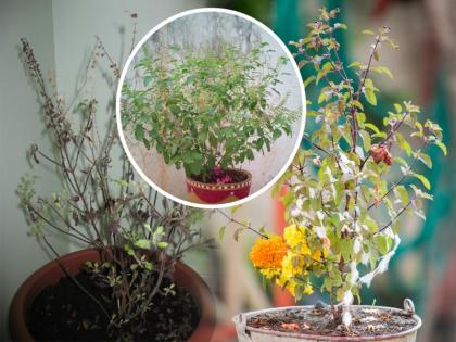 These 5 things that should never be placed next to Tulsi Plant will have an adverse effect on wealth | तुळशीशेजारी कधीही ठेवू नका या ५ गोष्टी; धन-संपत्तीवर पडेल प्रतिकूल प्रभाव