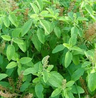 वृंदावनातली तुळस थंडीत आपल्यासाठी वरदान, तुळशीचे ५ उपयोग तब्येतीसह देतात समृद्धीचे आशीर्वाद