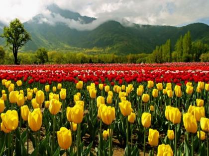 tulip garden in himachal pradesh | हिमाचल प्रदेशमध्ये फुलले ट्युलिप गार्डन, देशातील दुसऱ्या क्रमांकाचे ट्युलिप गार्डन