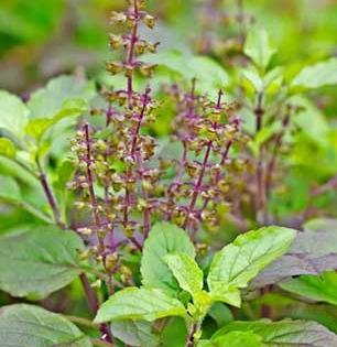 तुळशीच्या सुंदर मंजिरी वाया का घालवता, तुळशीचं बी साठवा-घरात आजाराची पिडा येणार नाही ‘असे’ पाहा उपाय