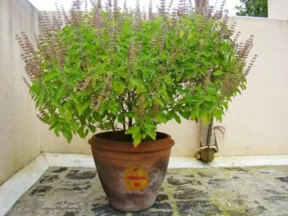 Need a blossoming basil, then try this remedy! | बहरलेली तुळस हवी, मग 'हे' उपाय करून पहा!