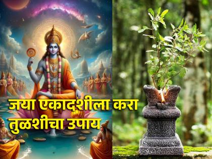 Jaya Ekadashi 2024: Shri Krishna had told Yudhishthira about the fast of Jaya Ekadashi; Use Tulsi this way on this day! | Jaya Ekadashi 2024: श्रीकृष्णांनी युधिष्ठिराला सांगितले होते जया एकादशीचे व्रत; या दिवशी तुळशीचा असा करा वापर!