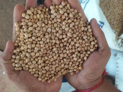 Tur fell by 500, soybeans also fell in price; Farmers are disappointed due to fall in prices | तूर पाचशेंनी घसरली, सोयाबीनही पडत्या भावातच; भावातील घसरणीमुळे शेतकऱ्यांची निराशा