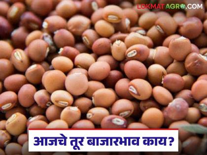 latest news Tur Bajar Bhav : Where did you get 8 thousand rupees in Tur Bazaar? Read in detail | Tur Bajar Bhav : तूर बाजारात कुठे मिळाले ८ हजार पार भाव? वाचा सविस्तर latest news Tur Bajar Bhav : Where did you get 8 thousand rupees in Tur Bazaar? Read in detail | Tur Bajar Bhav : तूर बाजारात कुठे मिळाले ८ हजार पार भाव? वाचा सविस्तर