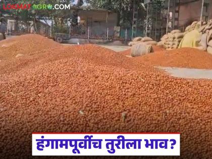 latest news Tur Market: Sudden jump in the price of tur; What is the exact math behind the price hike? Read in detail | Tur Market : तुरीच्या दरात अचानक उसळी; दरवाढीचं नेमकं गणित काय? वाचा सविस्तर latest news Tur Market: Sudden jump in the price of tur; What is the exact math behind the price hike? Read in detail | Tur Market : तुरीच्या दरात अचानक उसळी; दरवाढीचं नेमकं गणित काय? वाचा सविस्तर