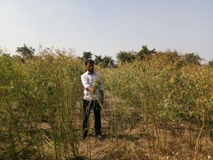 Due to the drought in the area of ​​mudalala rain pyala! | मुंगळा परिसरात झालेल्या अवकाळी पावसाचा तूर पिकाला फटका!