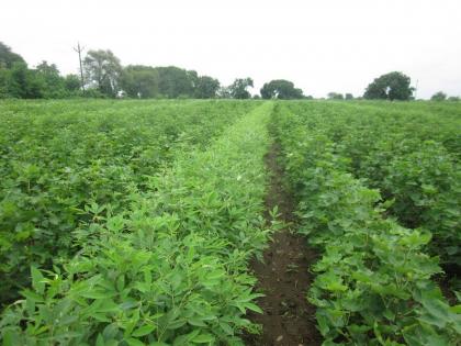 advantage of the rain to Tur, Cotton | तूर, कपाशीला परतीच्या पावसाचा आधार