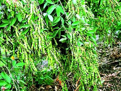 Buldana district after the tropical attack of pests! | बुलडाणा जिल्हय़ात कपाशीनंतर आता तुरीवर किडींचा हल्ला!