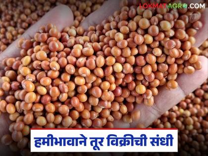 Opportunity to sell tur at guaranteed price; but only 'these' farmers will get the benefit of government procurement | हमीदराने तूर विक्रीची संधी; परंतु शासकीय खरेदीचा लाभ मात्र 'या' शेतकऱ्यांनाच मिळणार Opportunity to sell tur at guaranteed price; but only 'these' farmers will get the benefit of government procurement | हमीदराने तूर विक्रीची संधी; परंतु शासकीय खरेदीचा लाभ मात्र 'या' शेतकऱ्यांनाच मिळणार