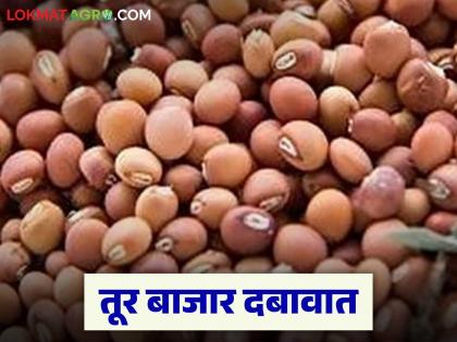 latest news Tur bajar bhav: Big decline in the Tur market; Prices are not increasing even though arrivals are low | tur bajar bhav : तूर बाजारात मोठी घसरण; आवक कमी तरी दर वाढत नाहीत latest news Tur bajar bhav: Big decline in the Tur market; Prices are not increasing even though arrivals are low | tur bajar bhav : तूर बाजारात मोठी घसरण; आवक कमी तरी दर वाढत नाहीत