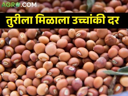 In Solapur, the highest rate of turi is Rs 10,500 400 quintal income | सोलापुरात तुरीला उच्चांकी १० हजार ५०० रुपयांचा दर; ४०० क्विंटल आवक 