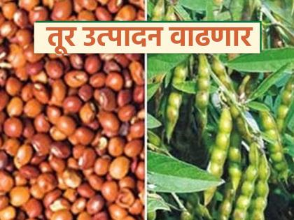 latest news Tur Production: Tur production will increase in the state; Know the reason | Tur Production : राज्यात वाढणार तुरीचे उत्पादन; जाणून घ्या काय आहे कारण latest news Tur Production: Tur production will increase in the state; Know the reason | Tur Production : राज्यात वाढणार तुरीचे उत्पादन; जाणून घ्या काय आहे कारण