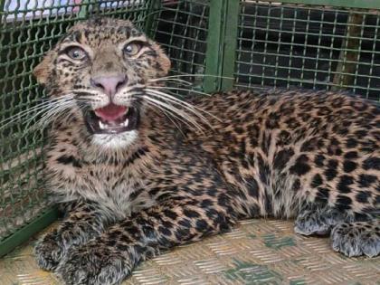 A leopard that entered poultry in search of prey was found at Tural in Ratnagiri district | भक्ष्याच्या शोधात पोल्ट्रीत शिरलेला बिबट्या जेरबंद, रत्नागिरी जिल्ह्यातील तुरळ येथे घडली