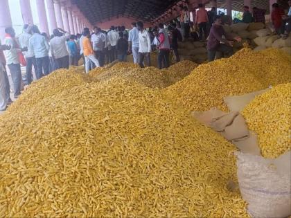 On the eve of Diwali, the turmeric rates down; Farmers wait for price hike | दिवाळीच्या तोंडावरच हळद रुसली; शेतकऱ्यांना भाववाढीची प्रतीक्षा