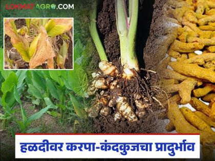 latest news Turmeric Crop Disease: Outbreak of smut disease on turmeric; Farmers should take 'these' measures! | Turmeric Crop Disease : हळदीवर करपा-कंदकुज रोगाचा प्रादुर्भाव; शेतकऱ्यांनी कराव्यात 'या' उपाययोजना! latest news Turmeric Crop Disease: Outbreak of smut disease on turmeric; Farmers should take 'these' measures! | Turmeric Crop Disease : हळदीवर करपा-कंदकुज रोगाचा प्रादुर्भाव; शेतकऱ्यांनी कराव्यात 'या' उपाययोजना!